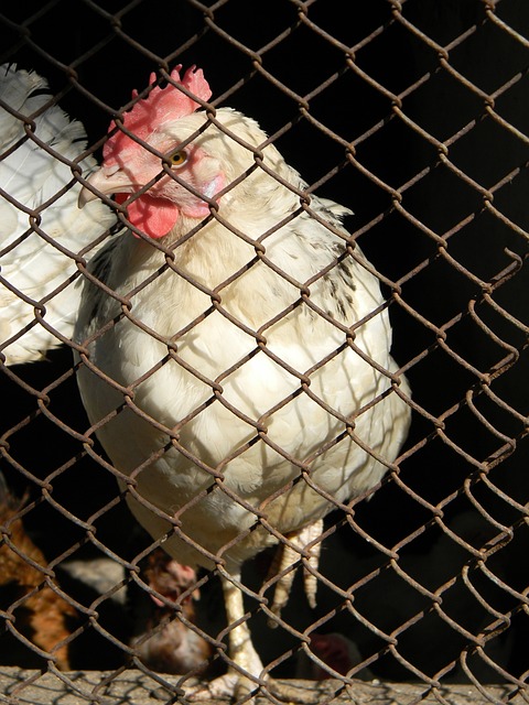 賽程的規劃 賽程的規劃